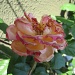 Ljubičasta ruža by vesna0210