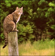 3rd May 2012 - King of the fence post