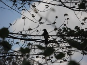 3rd May 2012 - Chirping Robin
