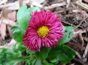 21st Apr 2012 - Little  Pink Daisy