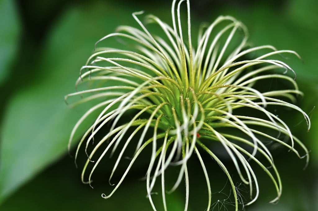 Clematis Seedhead by lstasel