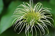 3rd May 2012 - Clematis Seedhead