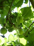 20th Jun 2010 -   Little green apples. 