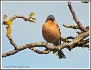 4th May 2012 - Chaffinch - 2