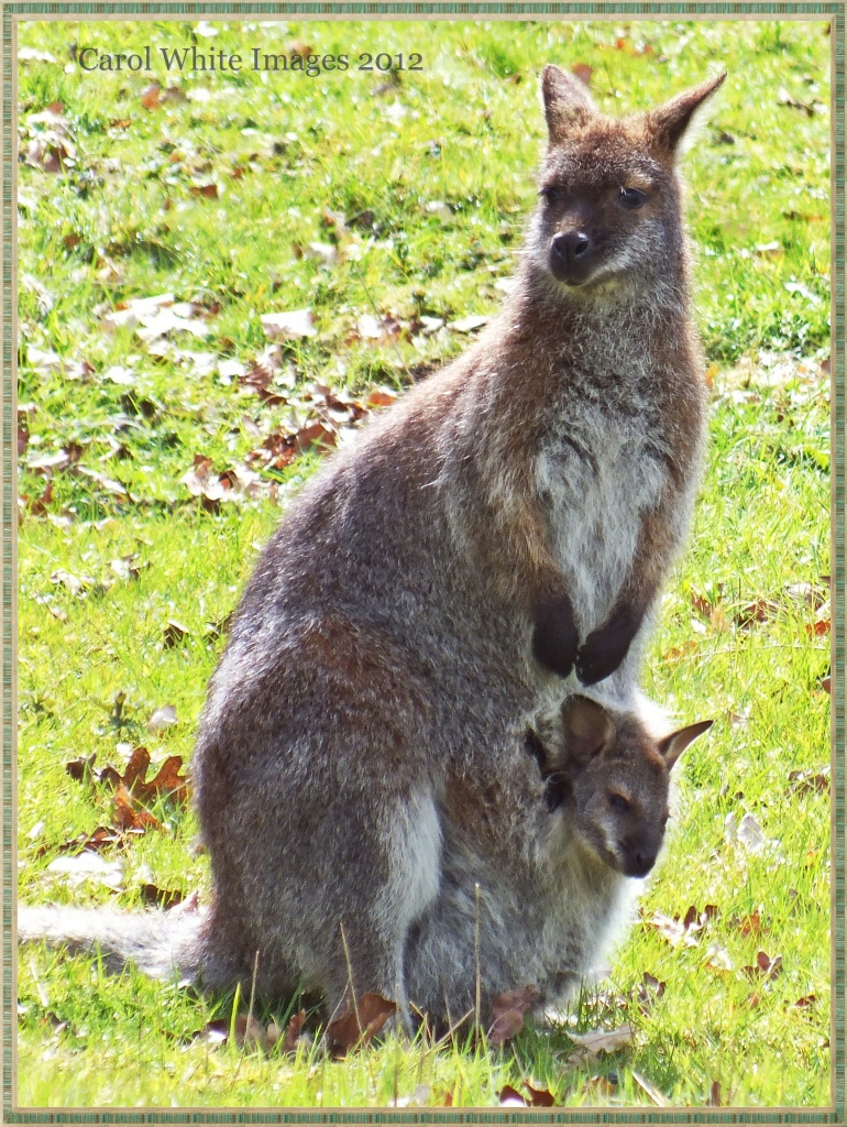 Wallaby And Her Joey by carolmw