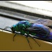 Blue Fly by ubobohobo
