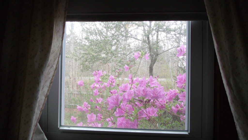 Outside My Window 2 by lizzybean