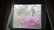 3rd May 2012 - Outside My Window 2