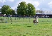 3rd May 2012 - Ah! The quintessential English farm...