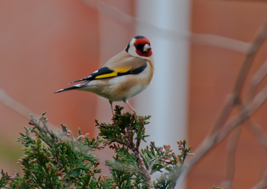 goldfinch by peadar