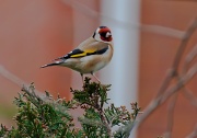 3rd May 2012 - goldfinch