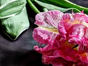 4th May 2012 - parrot tulip II