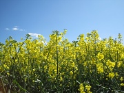 4th May 2012 - edge of the oilseed rape field