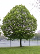 3rd May 2012 - Tree - Finsbury Park