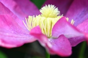 4th May 2012 - Clematis at My Office
