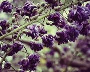 4th May 2012 - Wisteria Just Beginning to Bloom Before I'm Gone for Two Weeks
