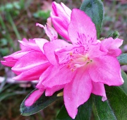 4th May 2012 - Pink Azalea