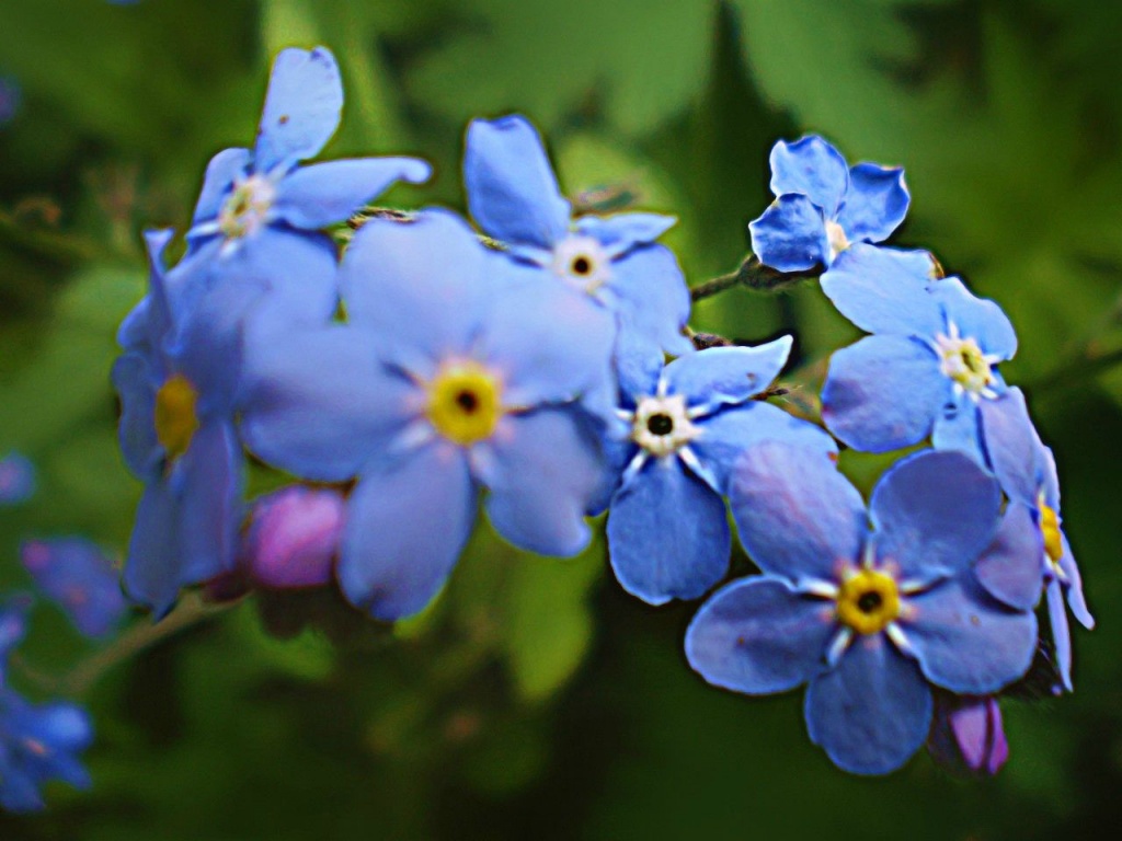 Forget-me-nots. by snowy