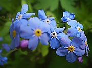 4th May 2012 - Forget-me-nots.