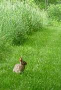 3rd May 2012 - Cottontail