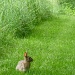Cottontail by calm