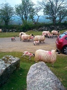 4th May 2012 - Lambs being moved onto Pew Tor   