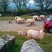 Lambs being moved onto Pew Tor    by jennymdennis