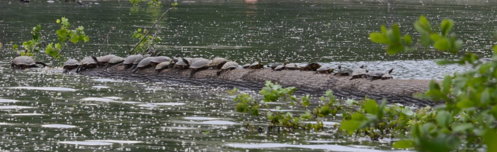 Bumps On A Log by lesip