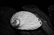 28th Apr 2012 - Artist Challenge: Max Dupain - Paua Shell