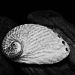 Artist Challenge: Max Dupain - Paua Shell by bmnorthernlight