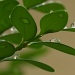 3 raindrops by tara11
