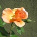 Mlada ruža by vesna0210