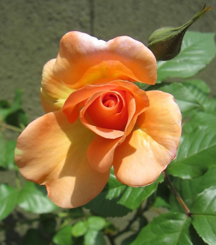 Narančasta ruža by vesna0210