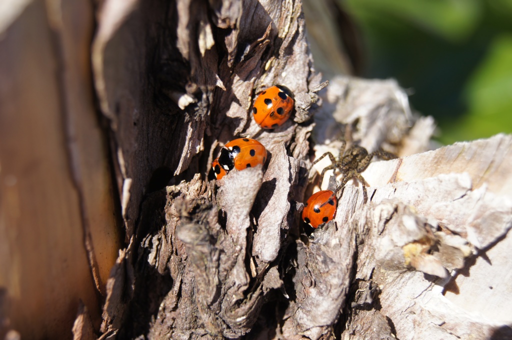 Ladybird attempt #2 by jesperani