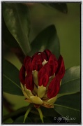 4th May 2012 - Rhododendron Bud