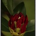 Rhododendron Bud by skipt07