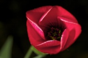 3rd May 2012 - Scarlet Flax