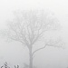 A Foggy Morning by digitalrn