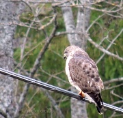 4th May 2012 - Broad-winged Hawk