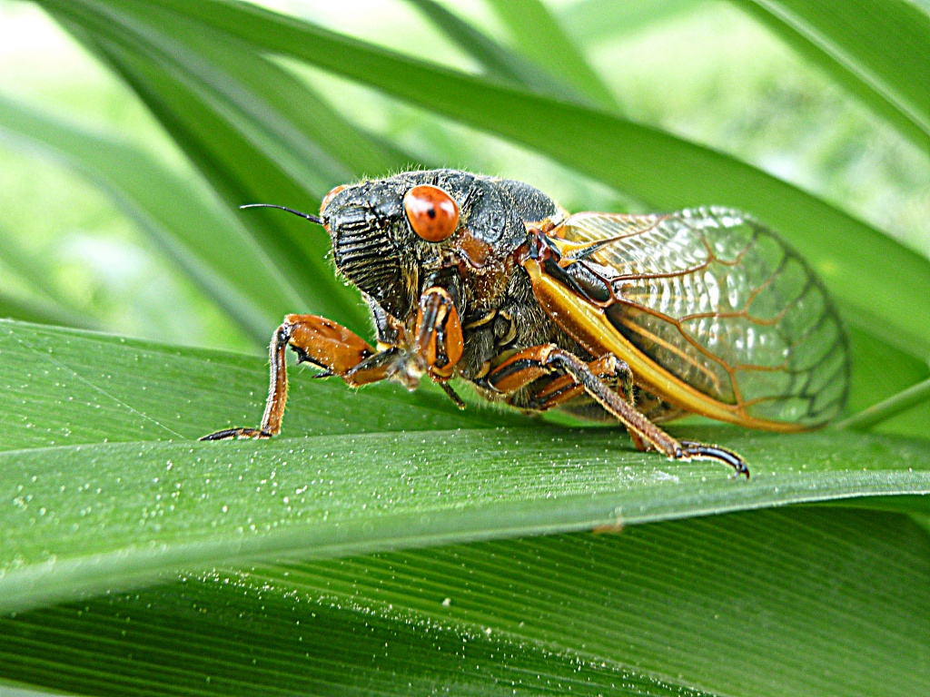 Cicada by calm