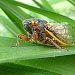 Cicada by calm