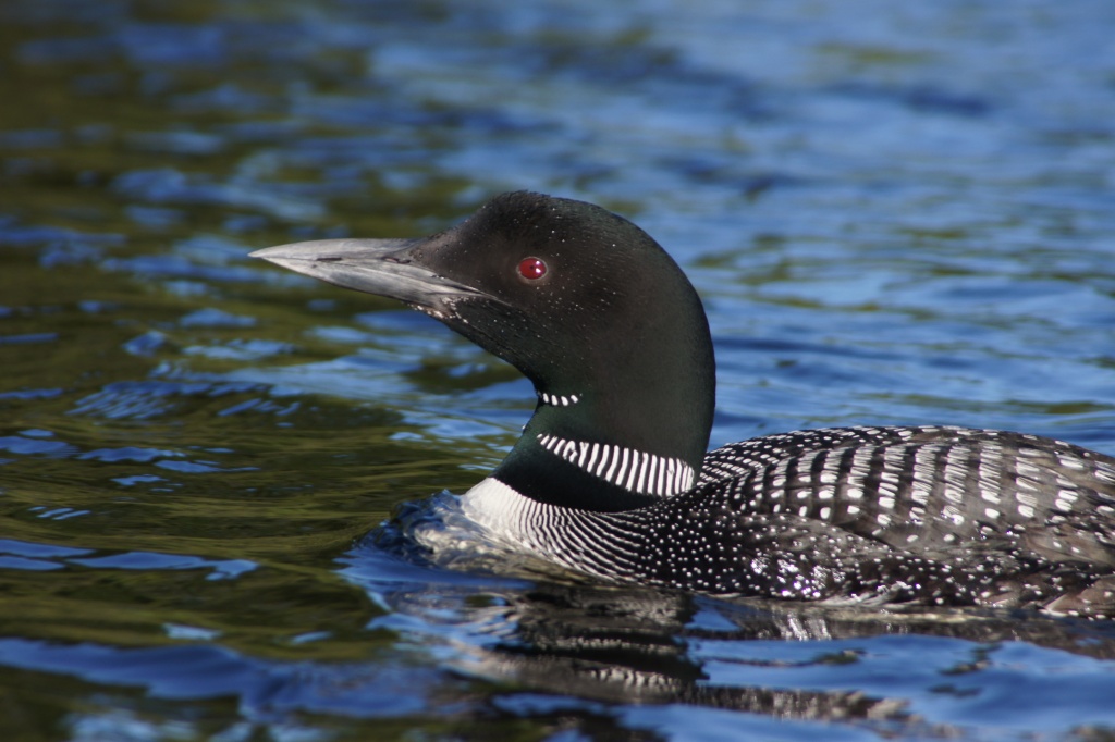 Last Years Loon by rob257