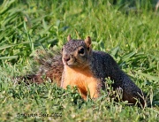 4th May 2012 - Stealth Squirrel 