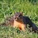 Stealth Squirrel  by grannysue