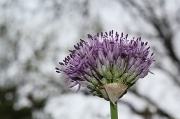 4th May 2012 - Allium Almost