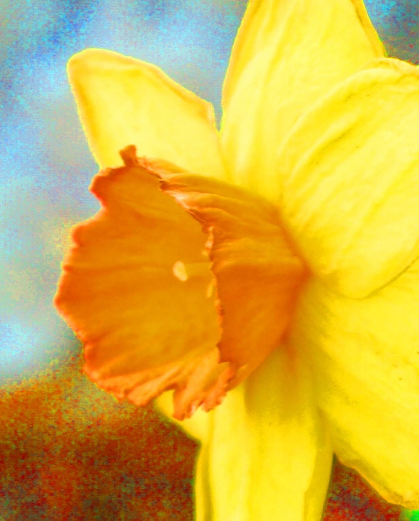  First daffodil by dmdfday