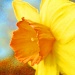  First daffodil by dmdfday