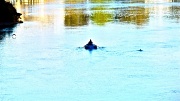 5th May 2012 - Lone Rower
