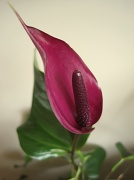 5th May 2012 - purple anthurium