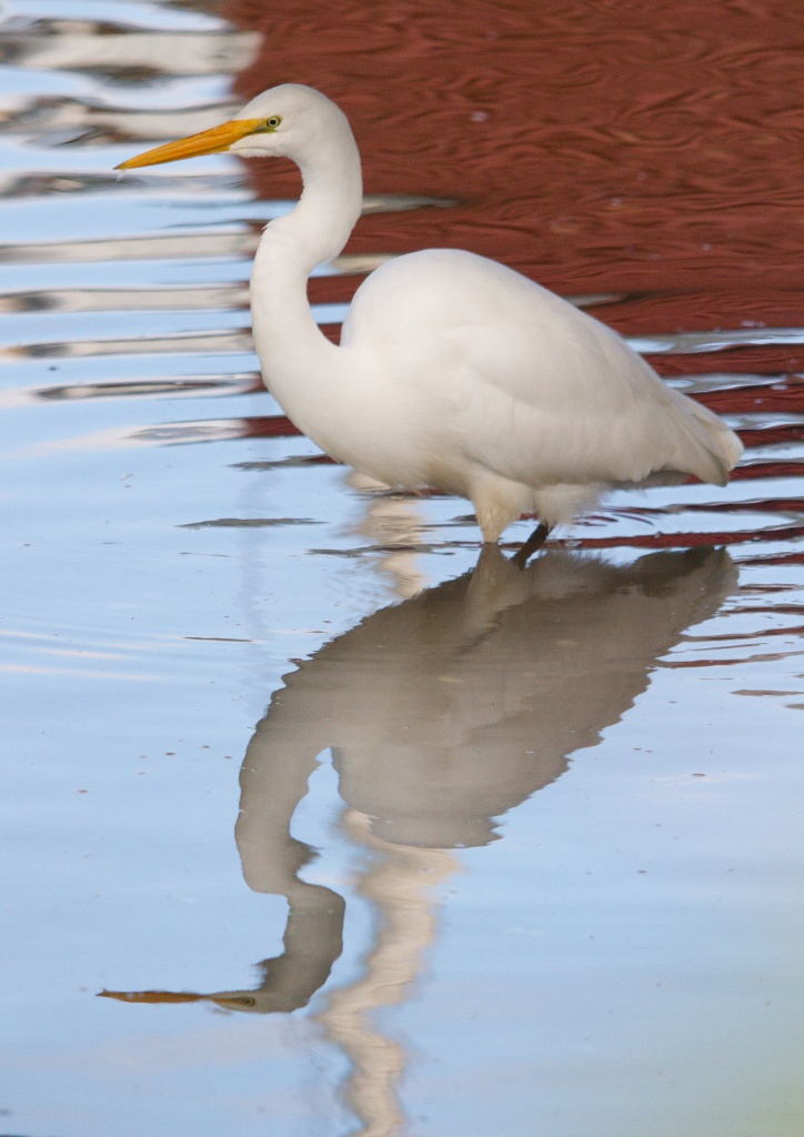 Beautiful White Heron by helenw2